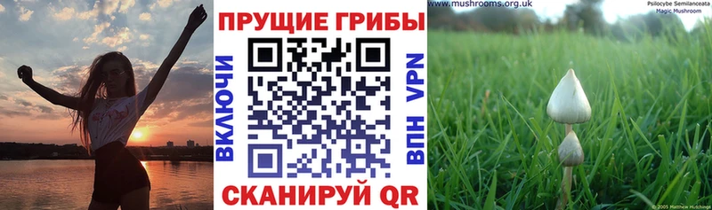 Псилоцибиновые грибы MAGIC MUSHROOMS  Нижняя Тура 